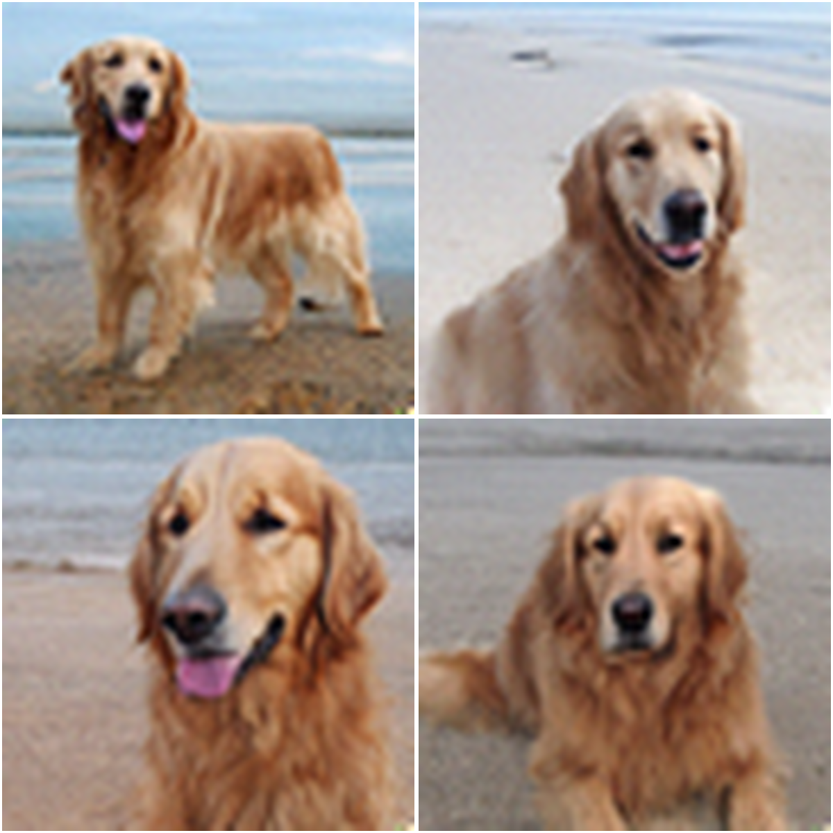 Golden retrievers on sandy beaches after NFM-D post-training.