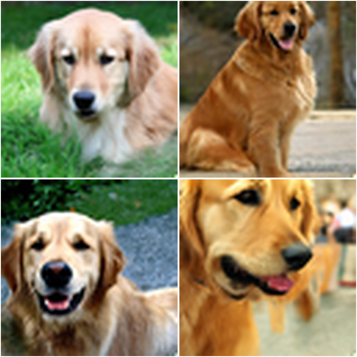 Golden retriever samples from NFM-D before post-training.
