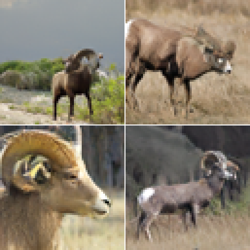 Bighorn sheep samples from NFM-R before post-training.
